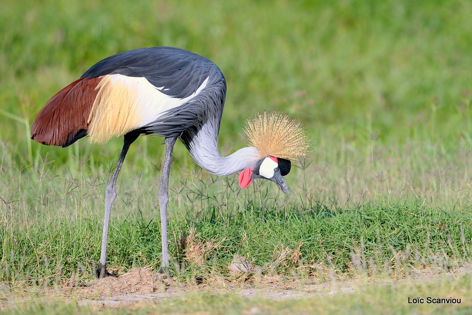 Grue couronnée/Grey-crowned Crane (3)