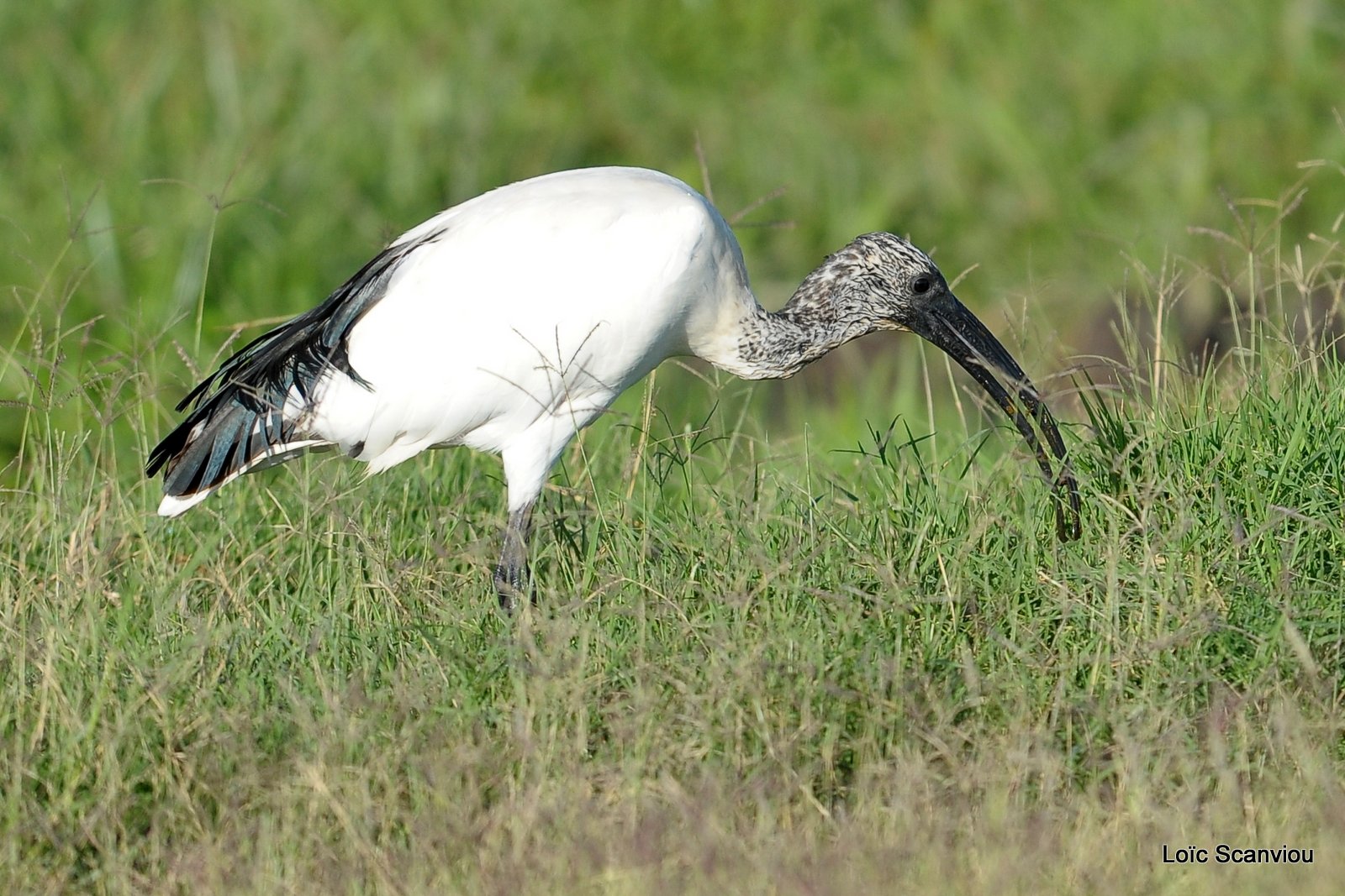 Ibis sacré/Sacred Ibis (1)