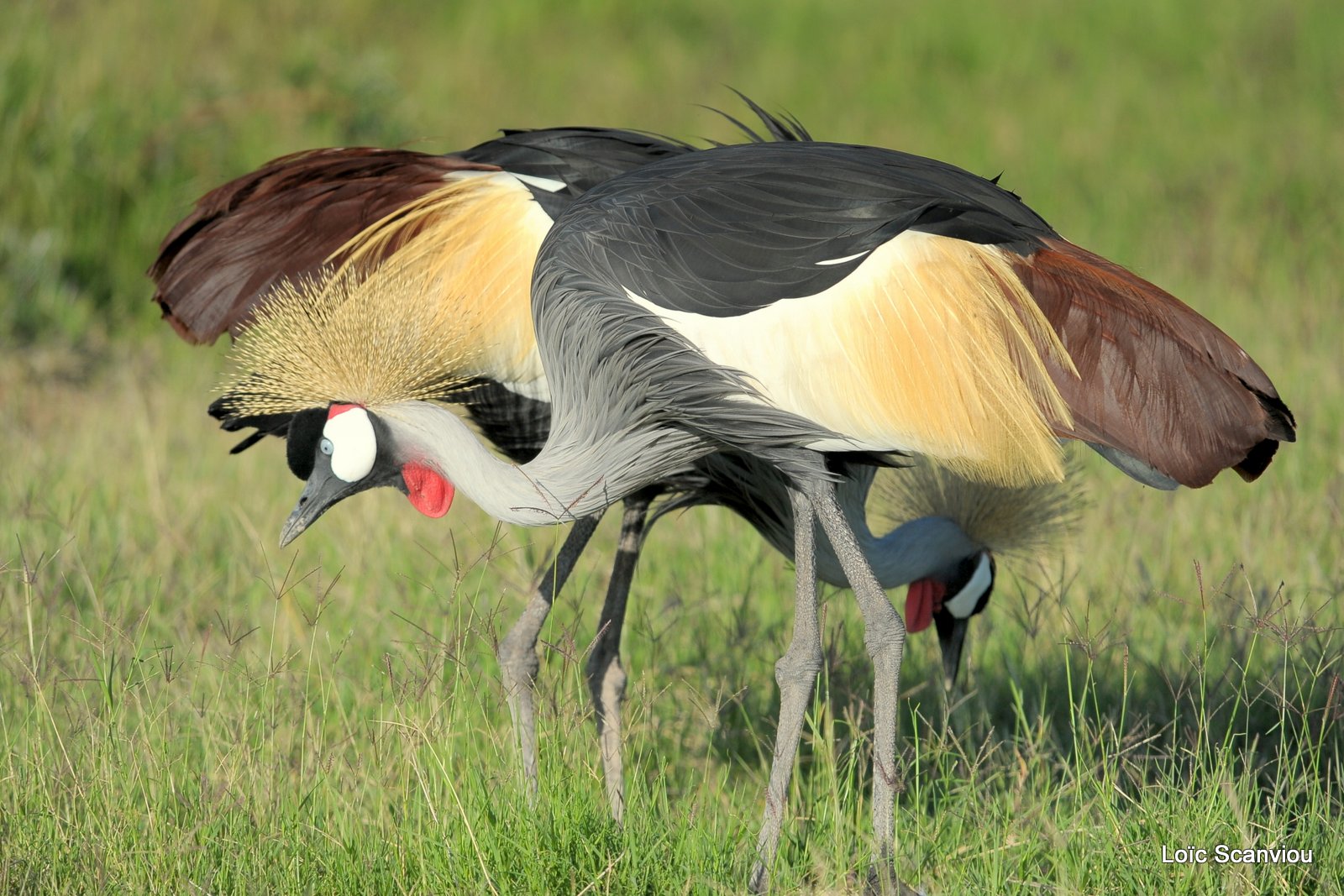 Grue couronnée/Grey-crowned Crane (4)