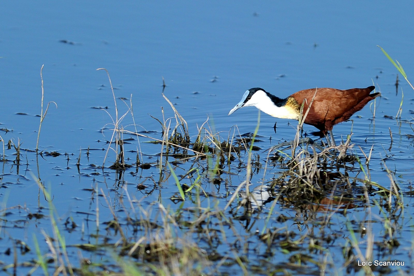 Jacana à poitrine dorée/African Jacana (1)