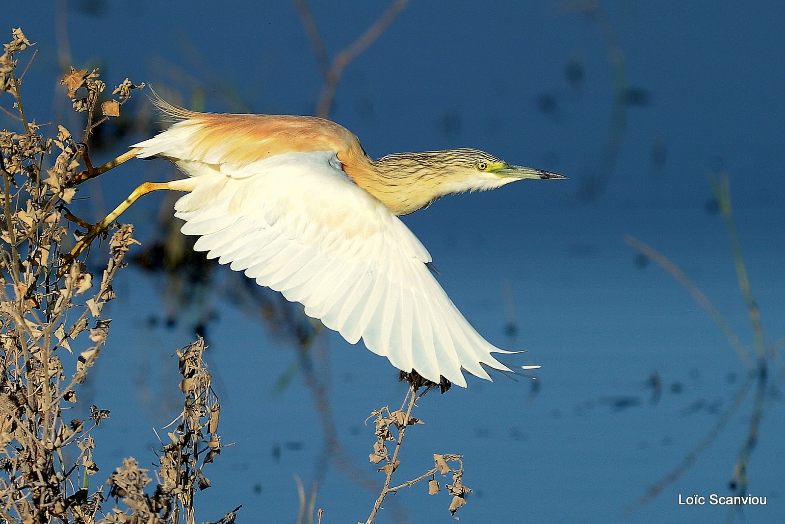 Crabier chevelu/Common Squacco Heron (2)