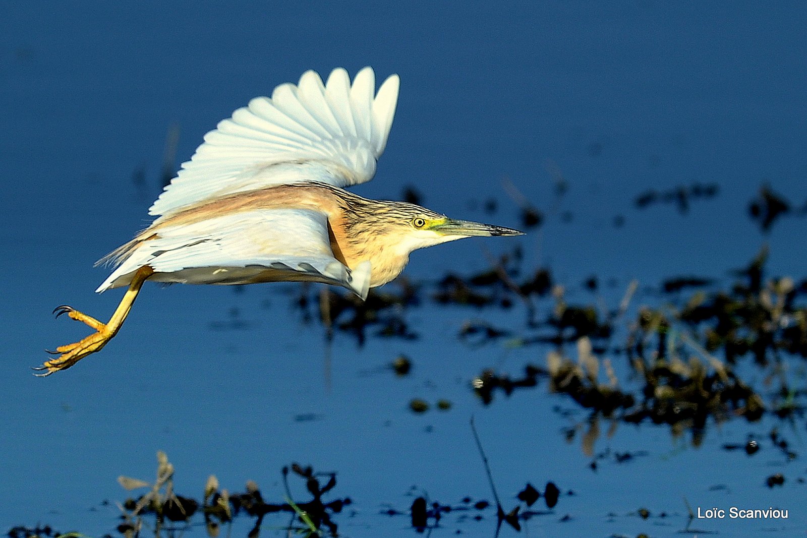 Crabier chevelu/Common Squacco Heron (3)