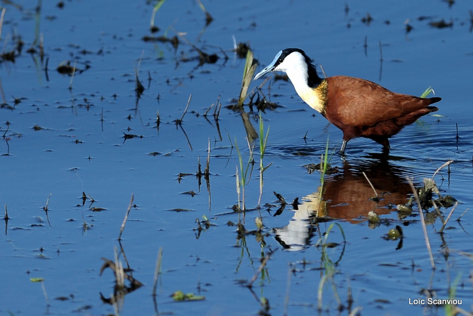 Jacana à poitrine dorée/African Jacana (2)