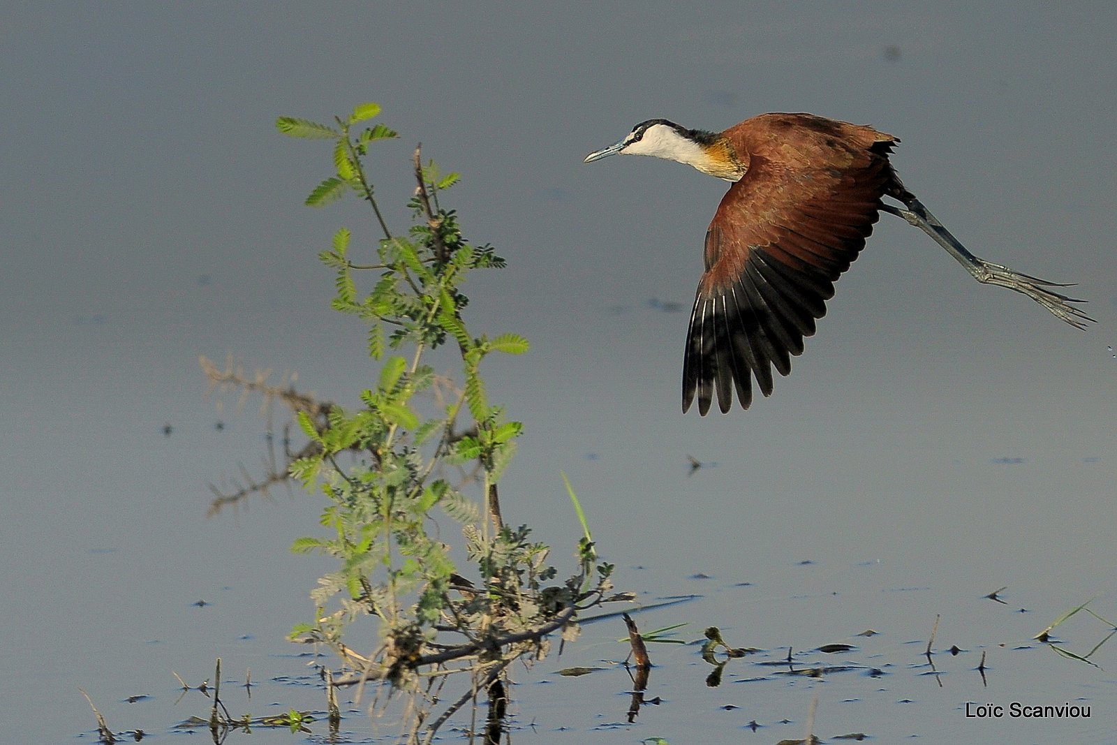 Jacana à poitrine dorée/African Jacana (3)