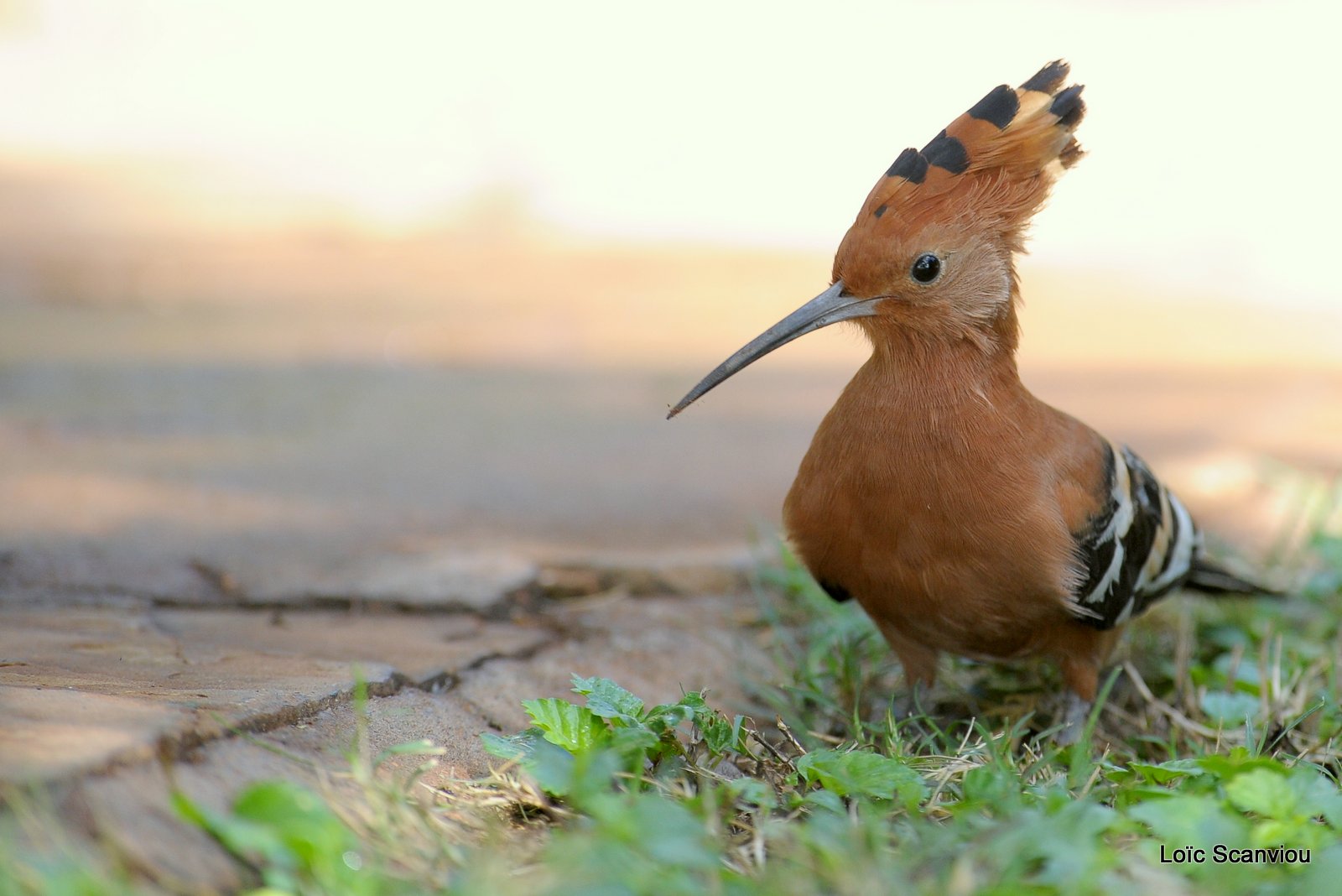 Huppe fasciée/African Hoopoe (3)