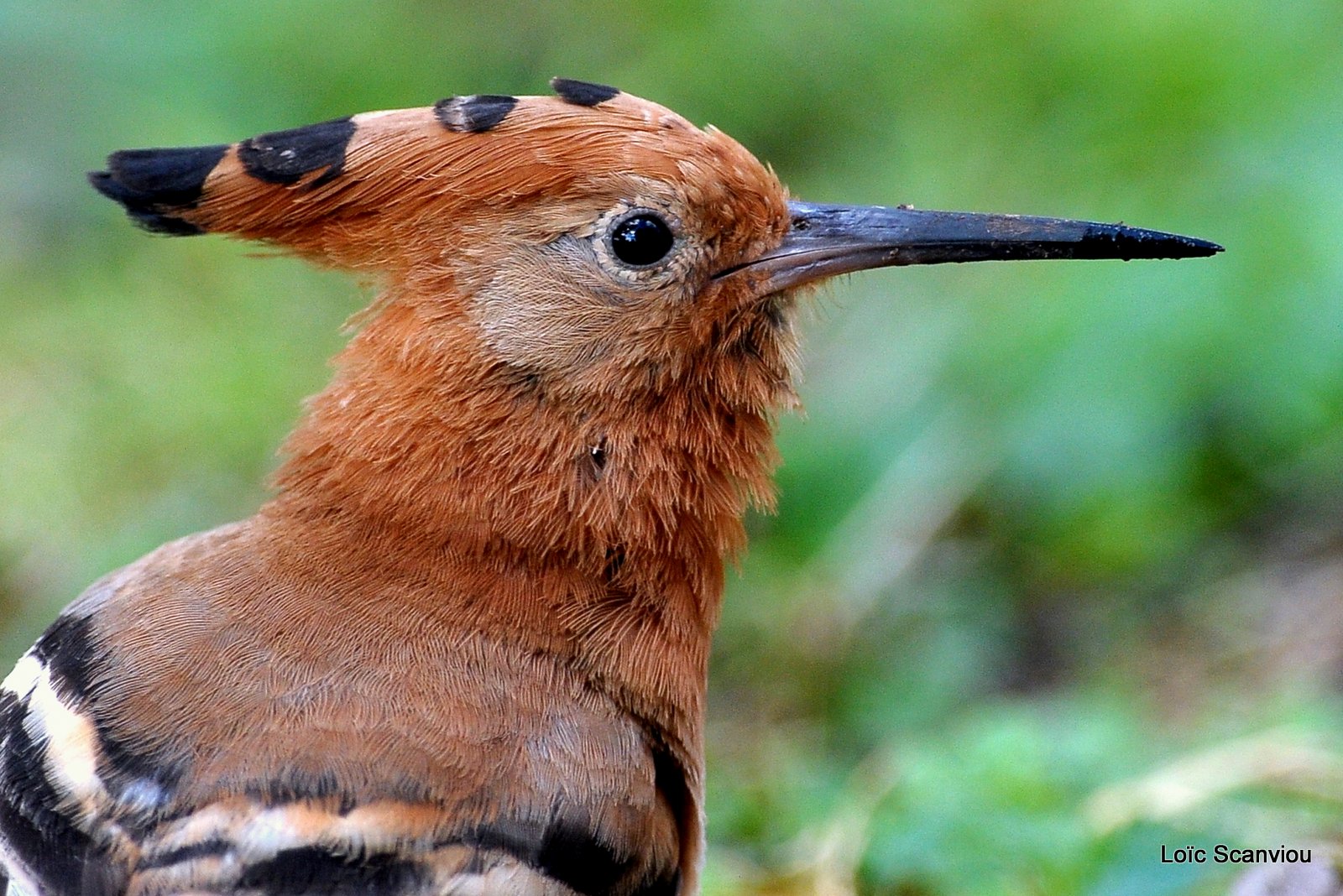 Huppe fasciée/African Hoopoe (4)