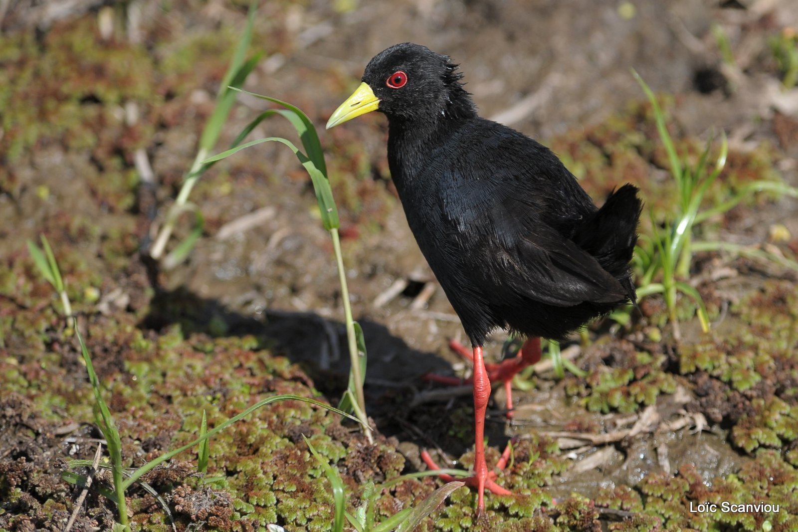 Râle à bec jaune/Black Crake (1)