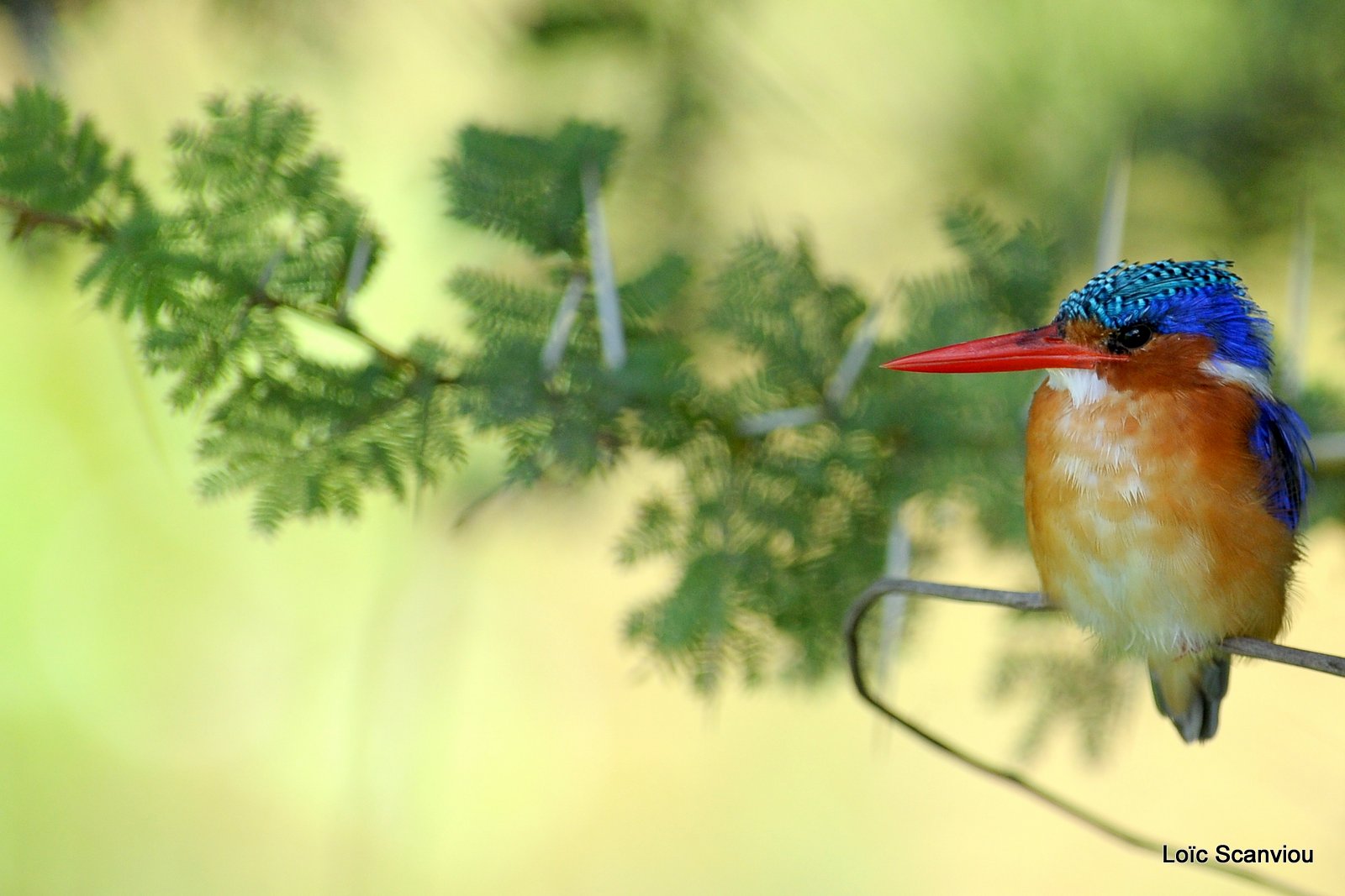 Martin-pêcheur huppé/Malachite Kingfisher (3)