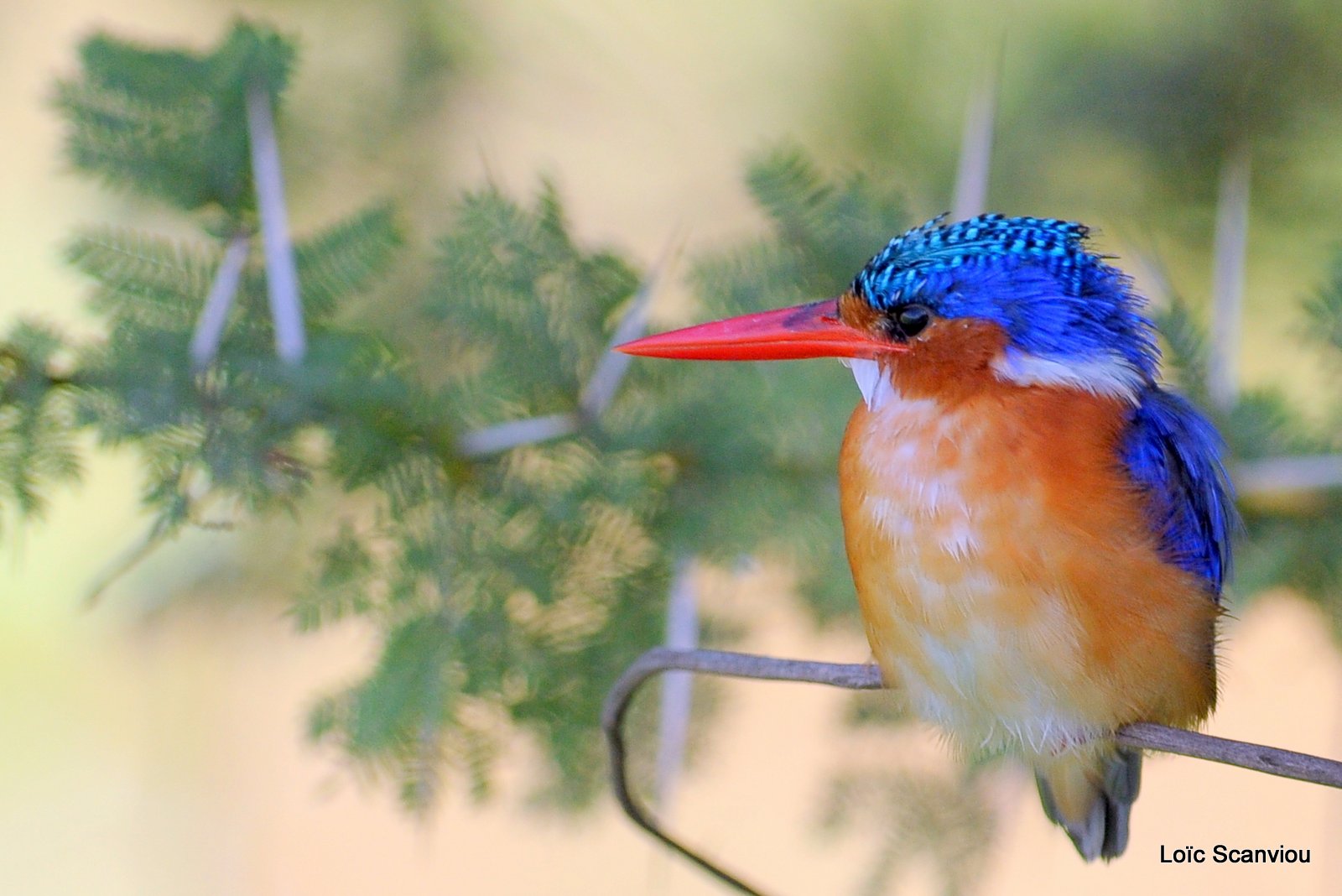 Martin-pêcheur huppé/Malachite Kingfisher (4)