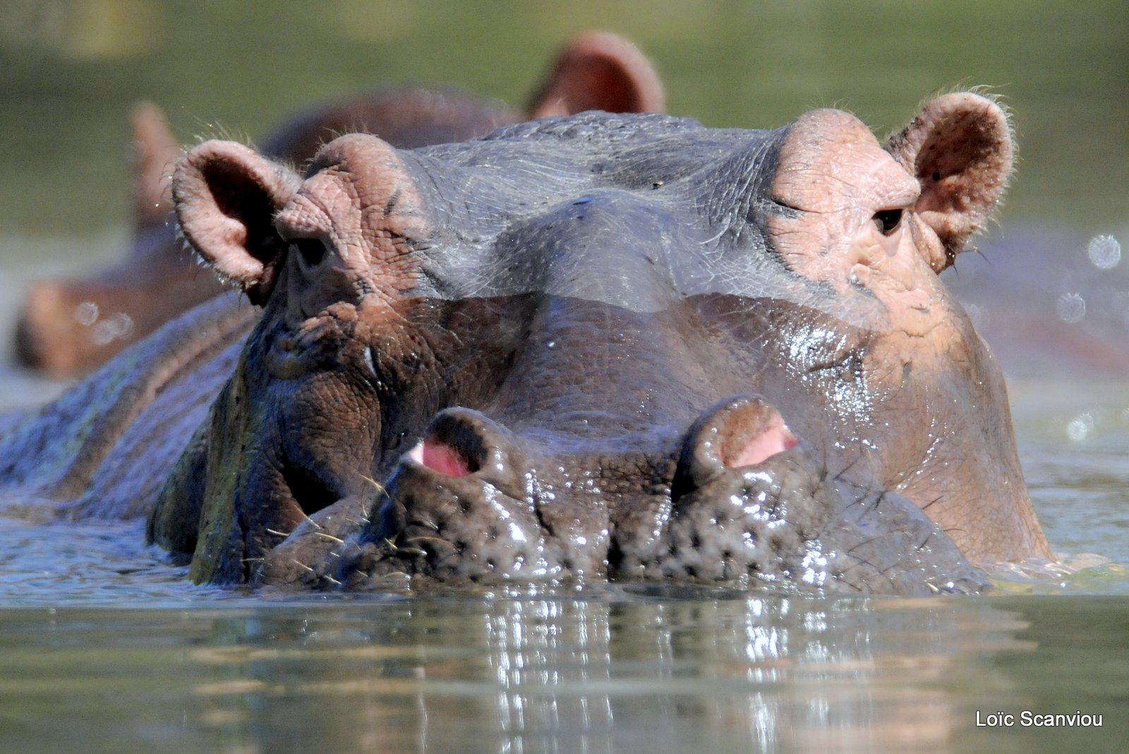 Hippopotame/Hippopotamus (2)