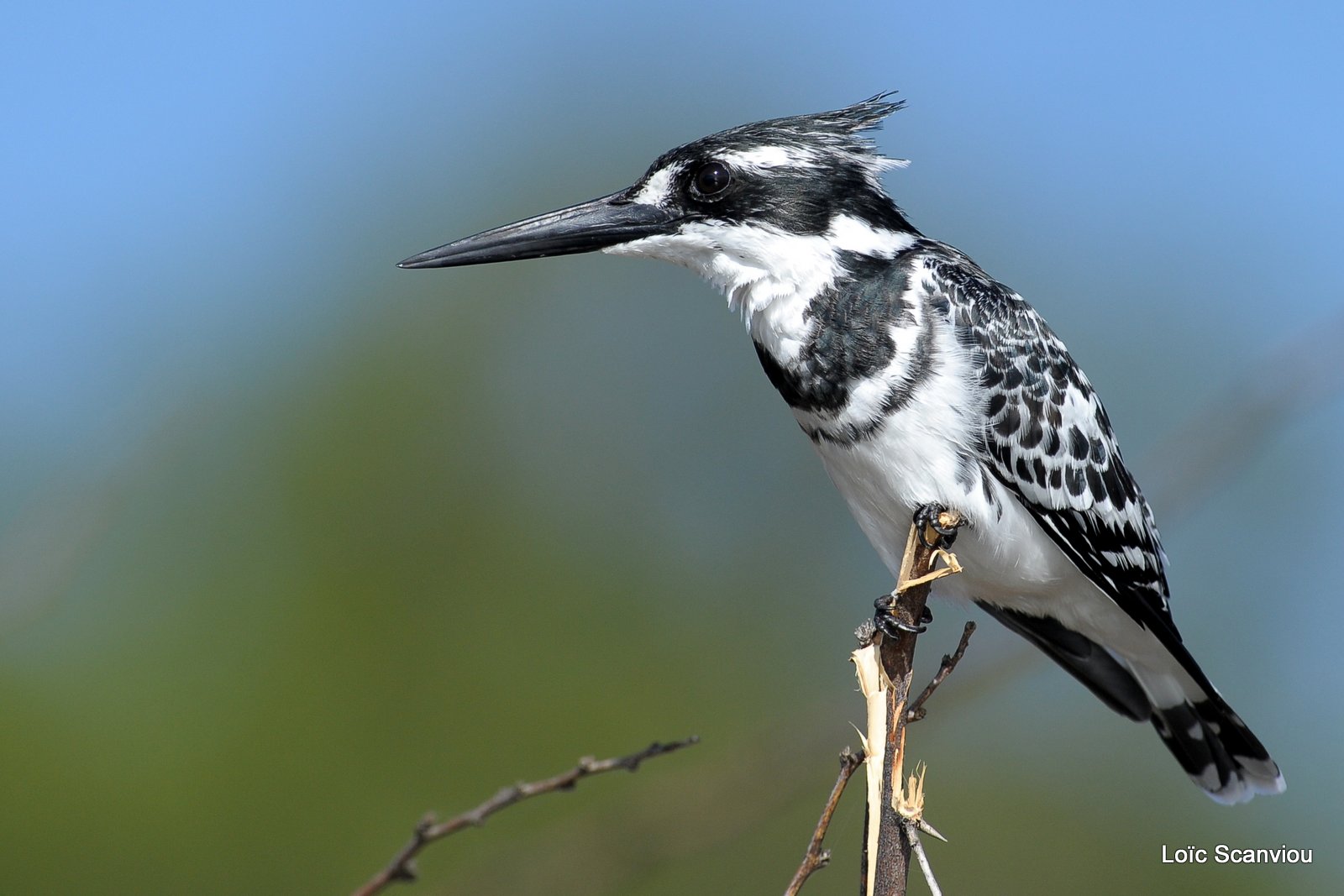 Martin-pêcheur pie/Pied Kingfisher  (1)