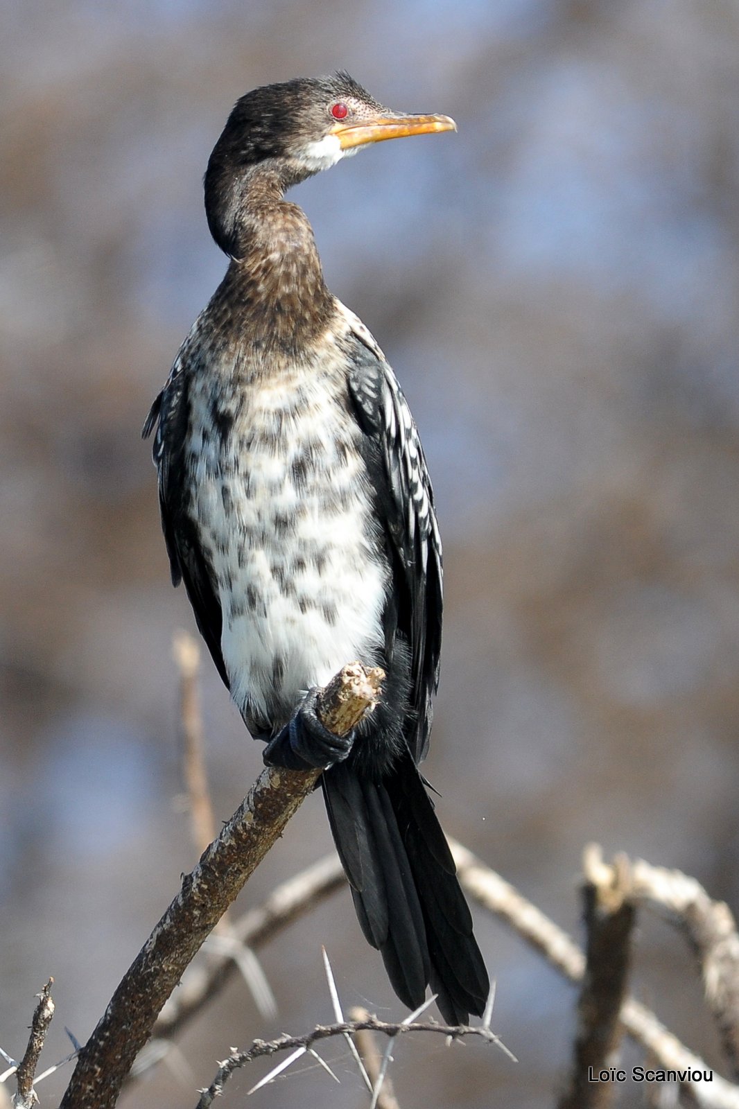 Cormoran/Cormorant (2)