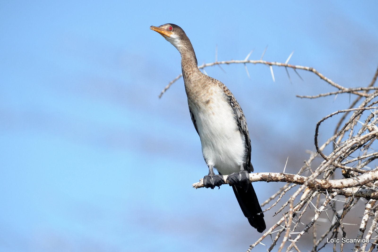 Cormoran/Cormorant (3)