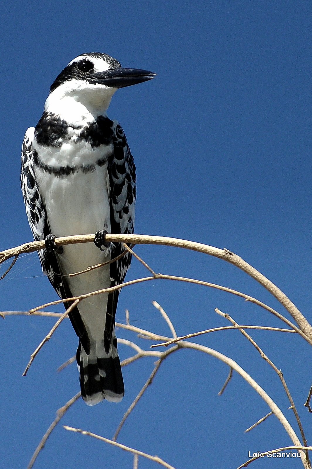 Martin-pêcheur pie/Pied Kingfisher (2)