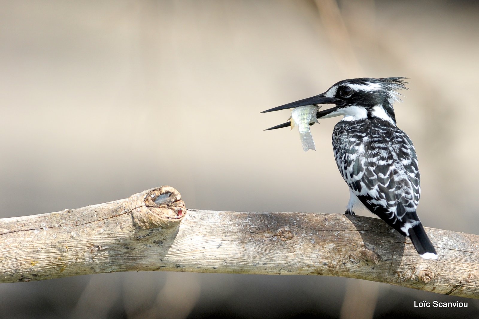 Martin-pêcheur pie/Pied Kingfisher (3)