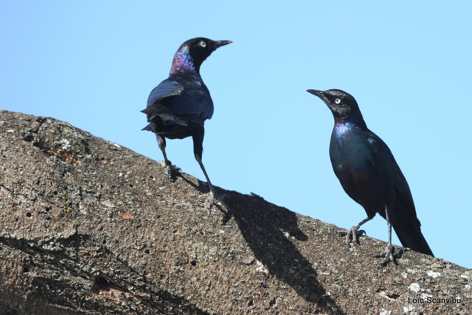 Choucador de Rüppell/Rüppell's Long-tailed Starling (1)