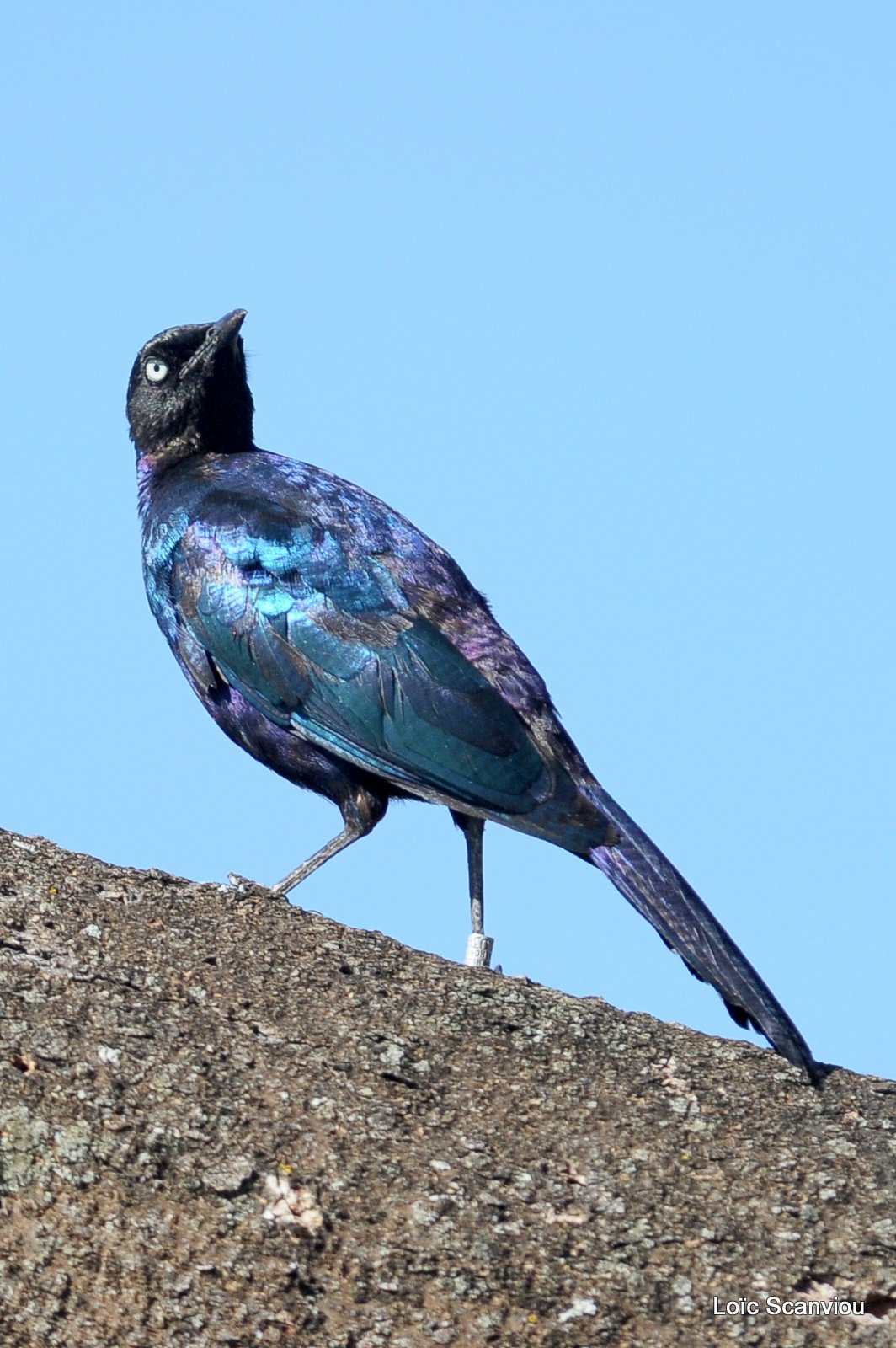 Choucador de Rüppell/Rüppell's Long-tailed Starling (2)