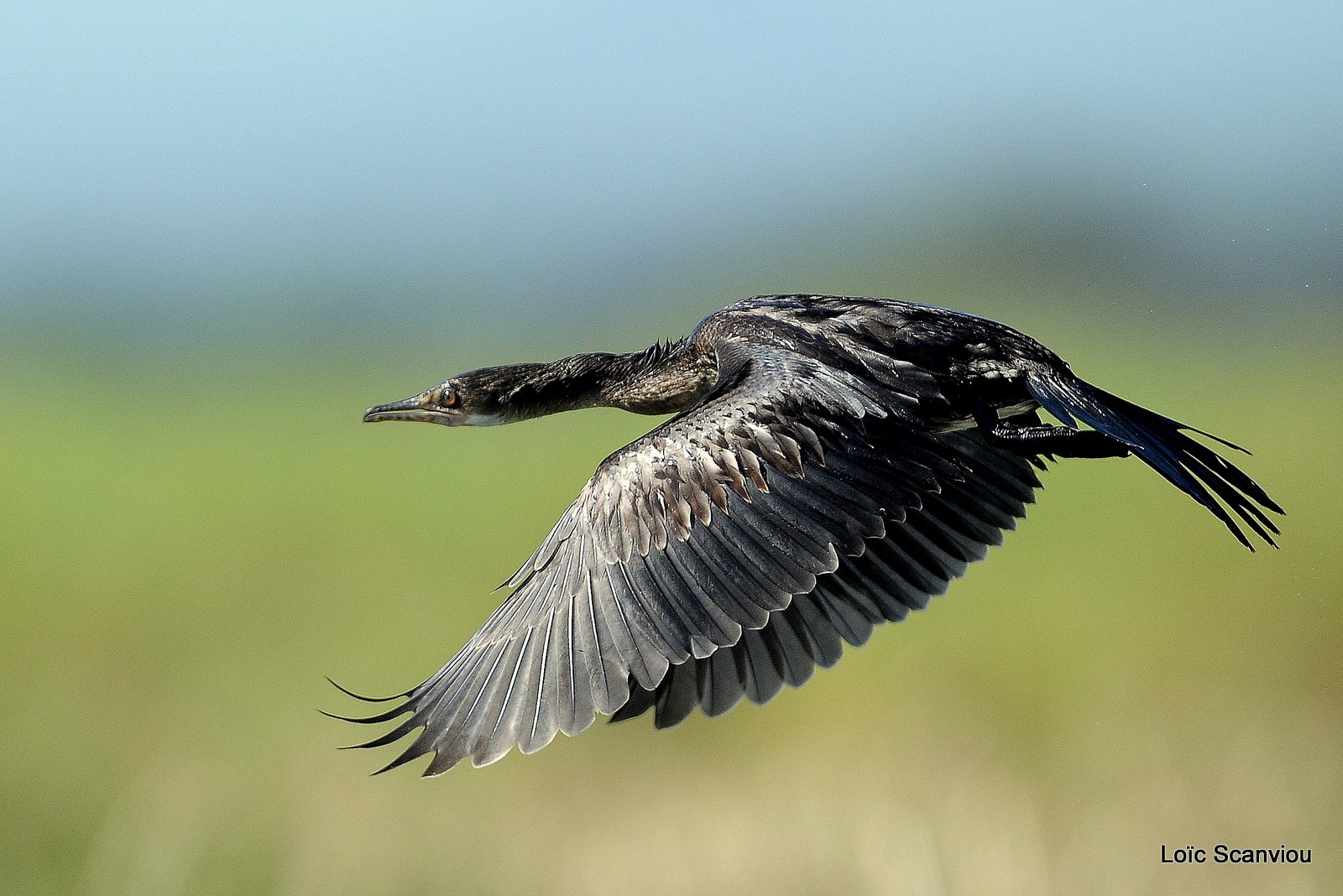 Cormoran/Cormorant (4)