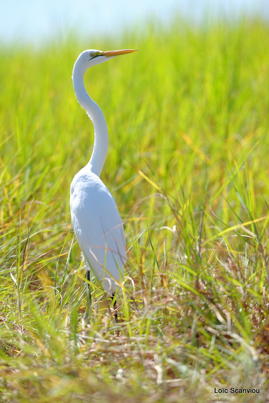 Aigrette/Egret (1)