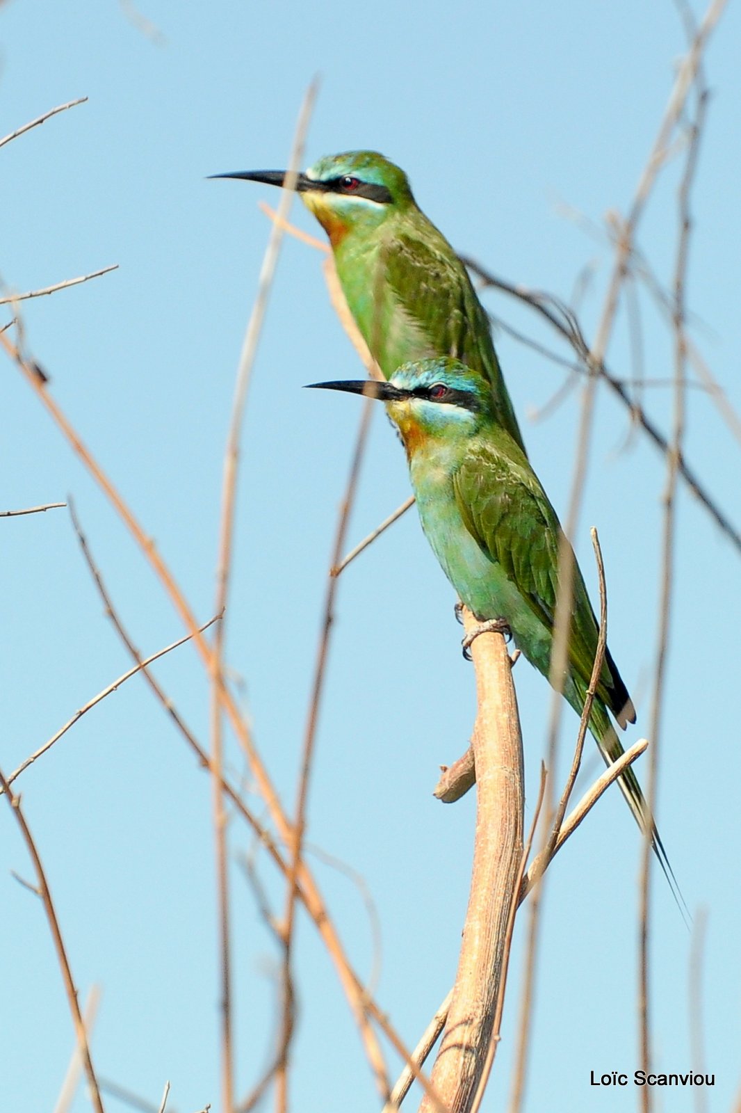 Guêpier de Perse/Blue-cheeked Bee-Eater (1)