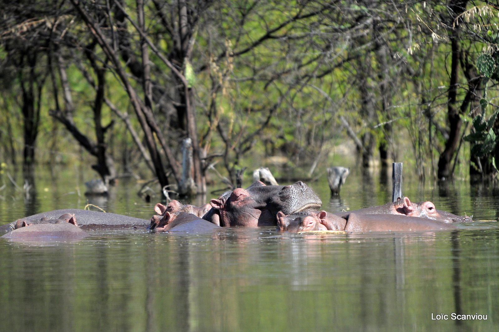 Hippopotame/Hippopotamus (3)