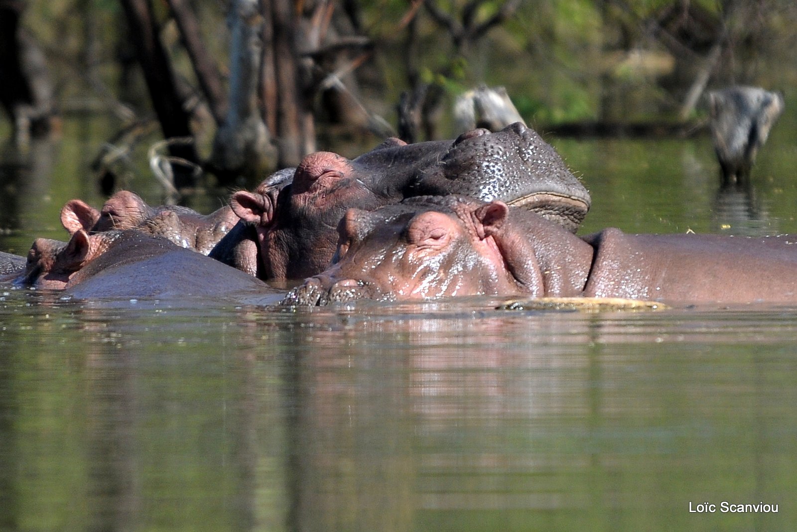 Hippopotame/Hippopotamus (4)