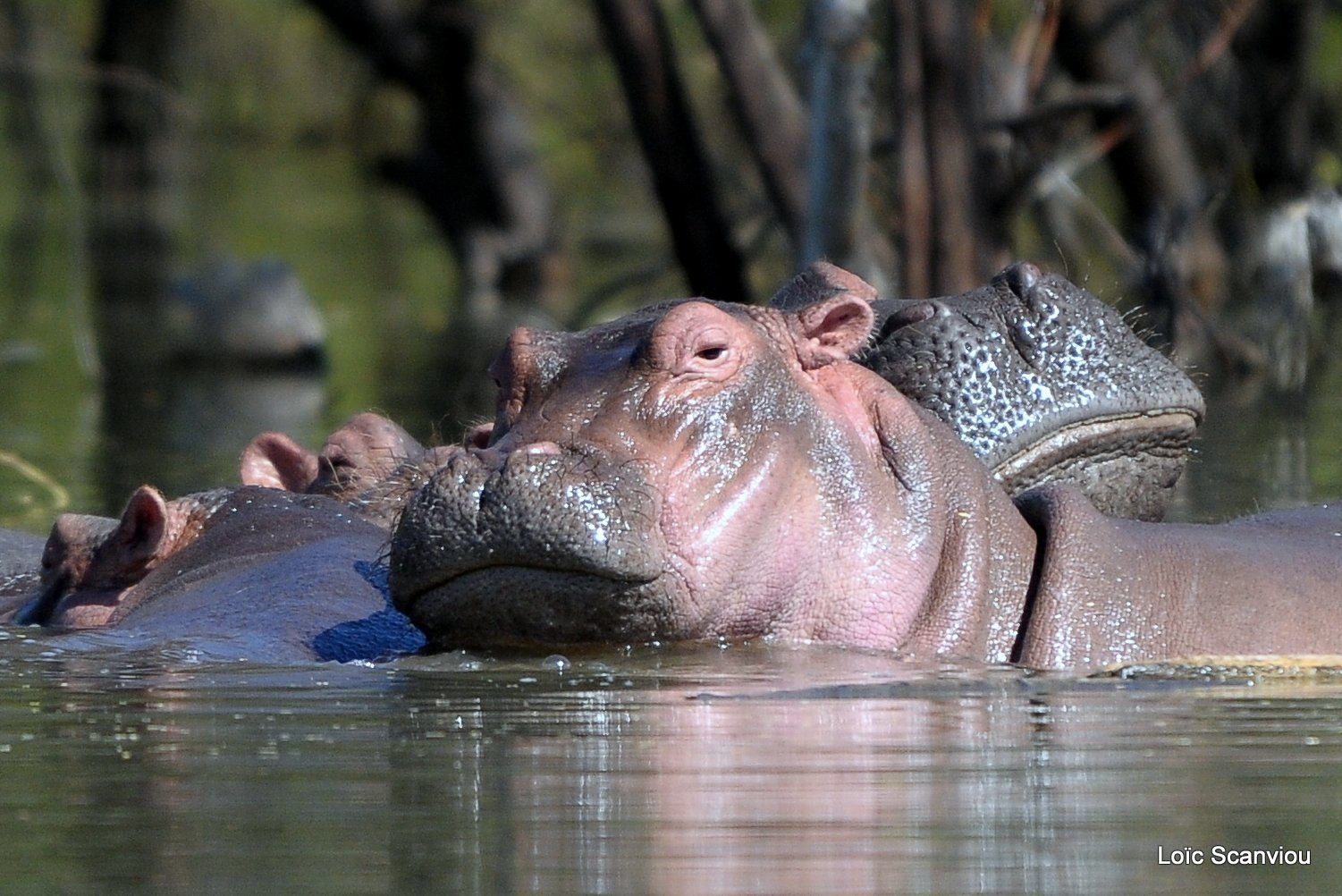 Hippopotame/Hippopotamus (5)