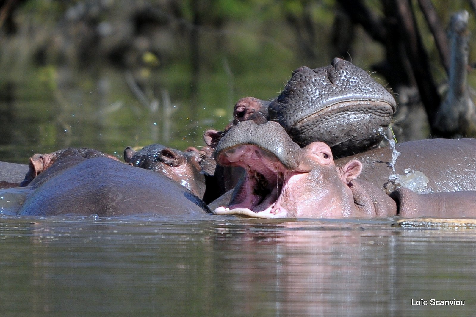 Hippopotame/Hippopotamus( 6)