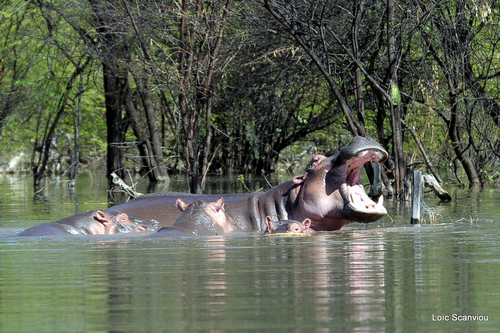 Hippopotame/Hippopotamus (8)