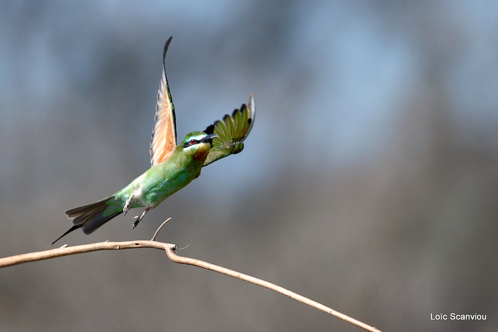 Guêpier de Perse/Blue-cheeked Bee-Eater (2)