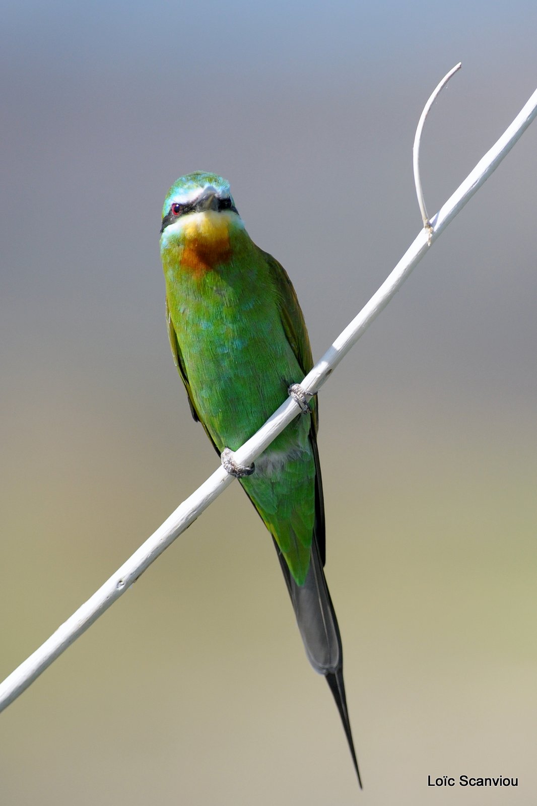 Guêpier de Perse/Blue-cheeked Bee-Eater (3)