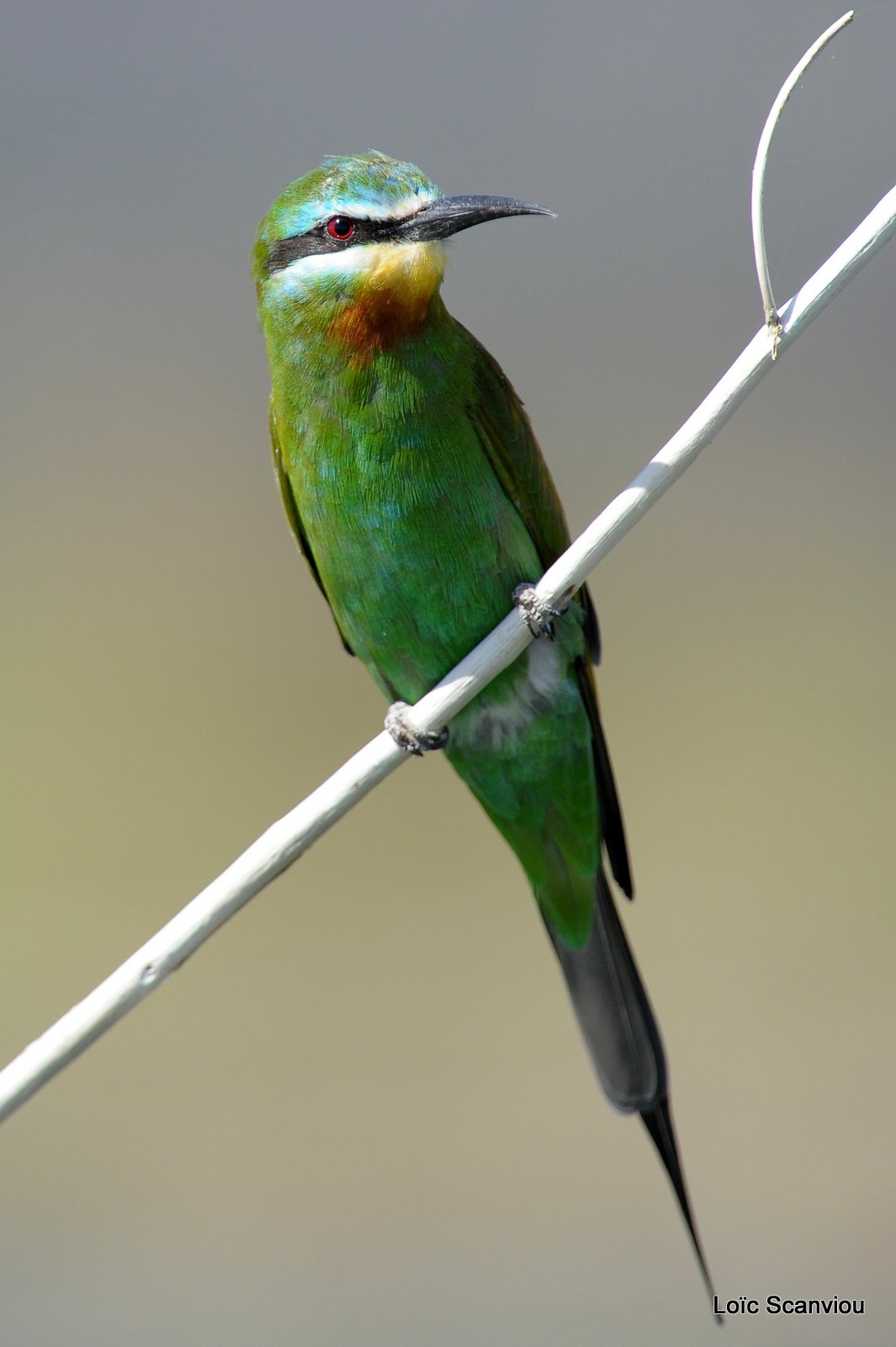 Guêpier de Perse/Blue-cheeked Bee-Eater (4)