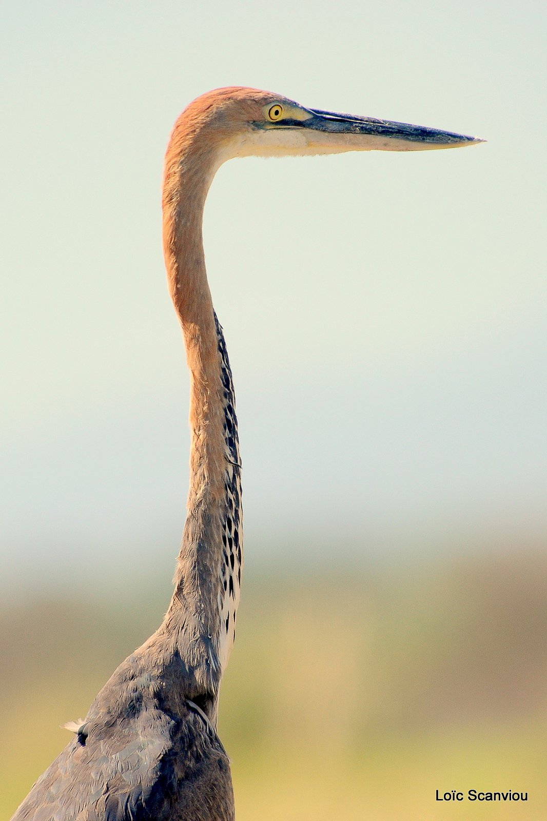 Héron Goliath/Goliath Heron (2)