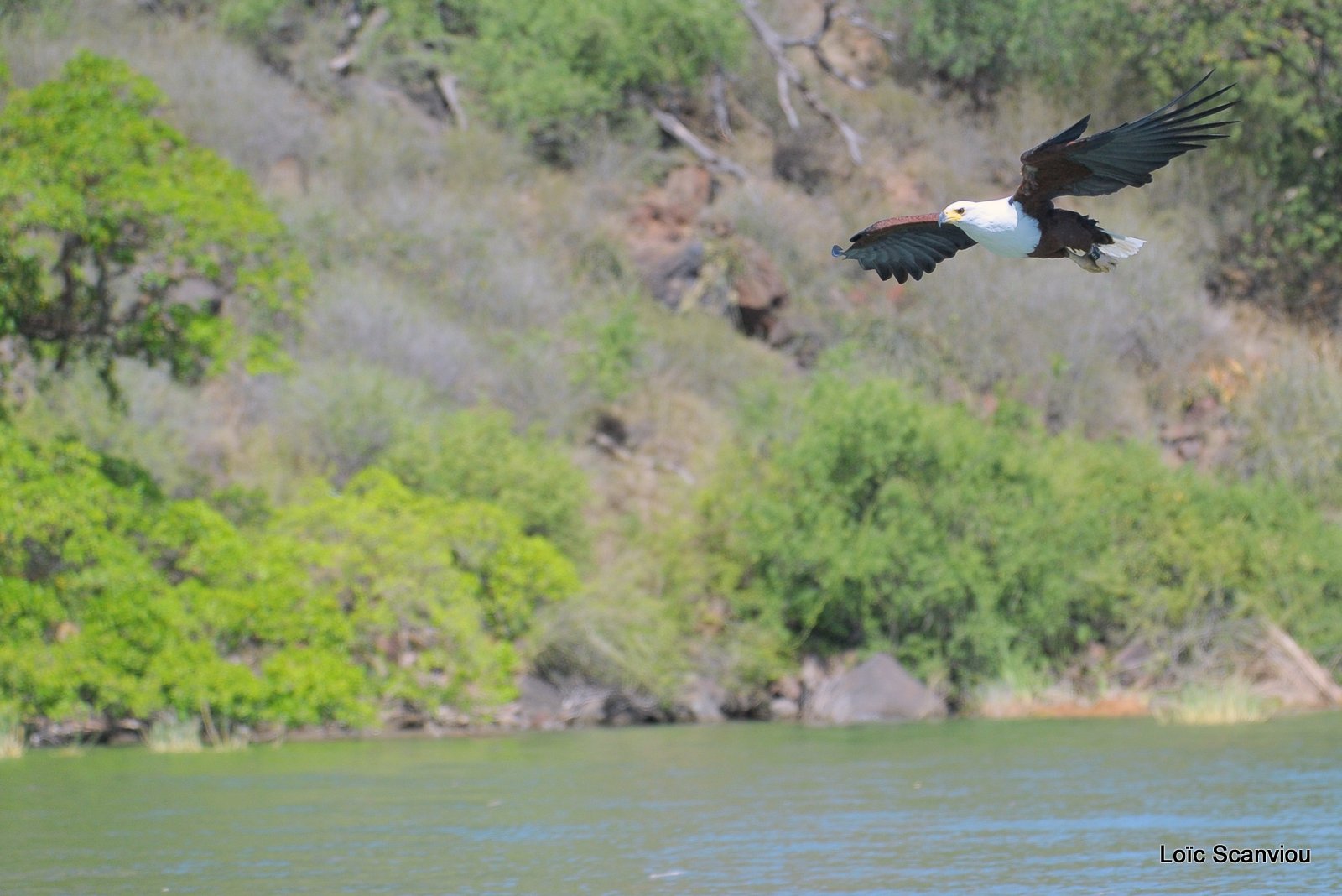 Aigle vocifère/African Fish Eagle (2)