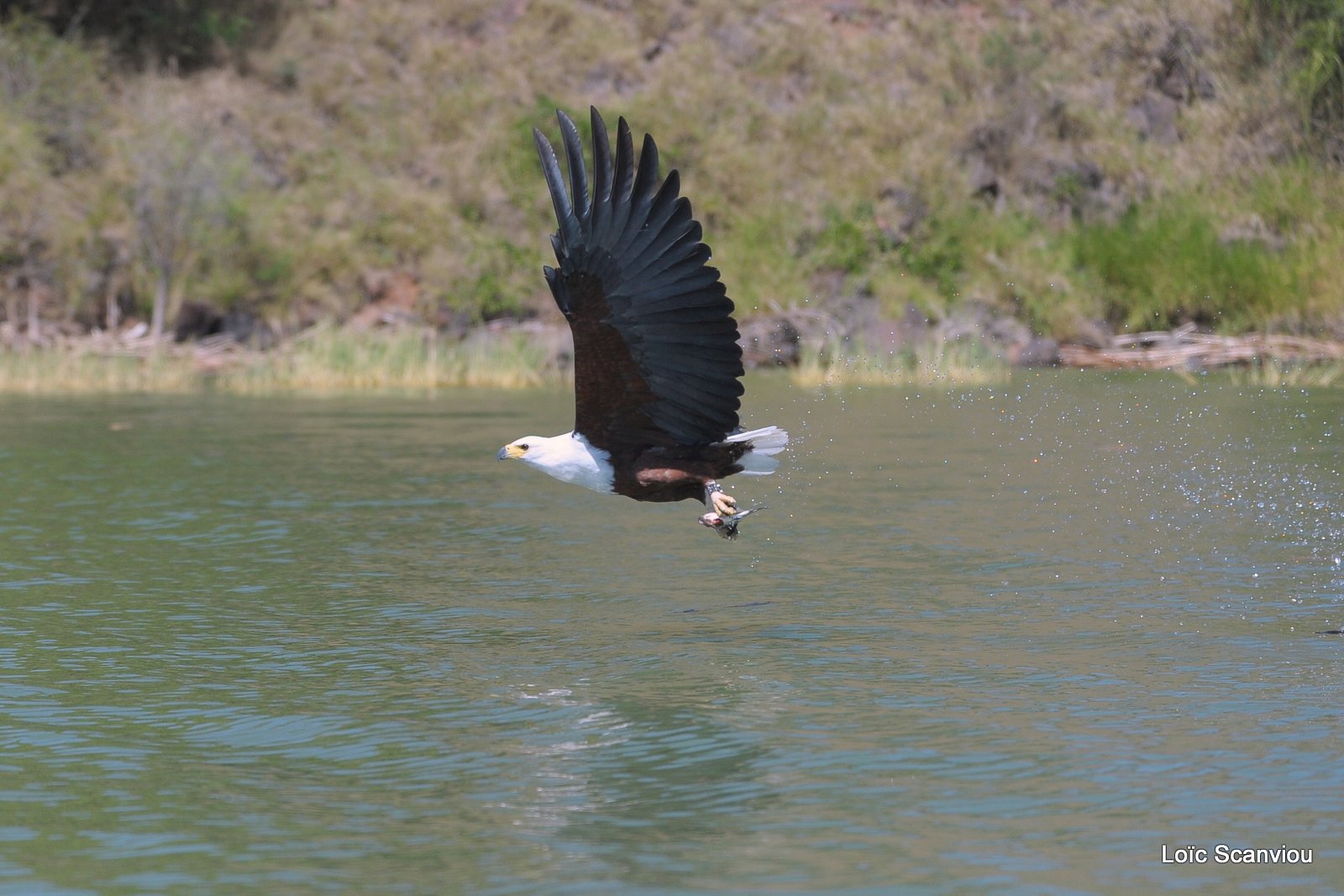 Aigle vocifère/African Fish Eagle (3)