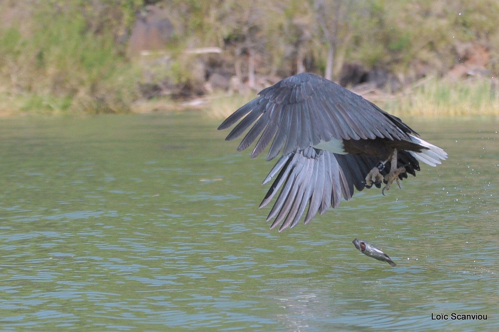 Aigle vocifère/African Fish Eagle (4)