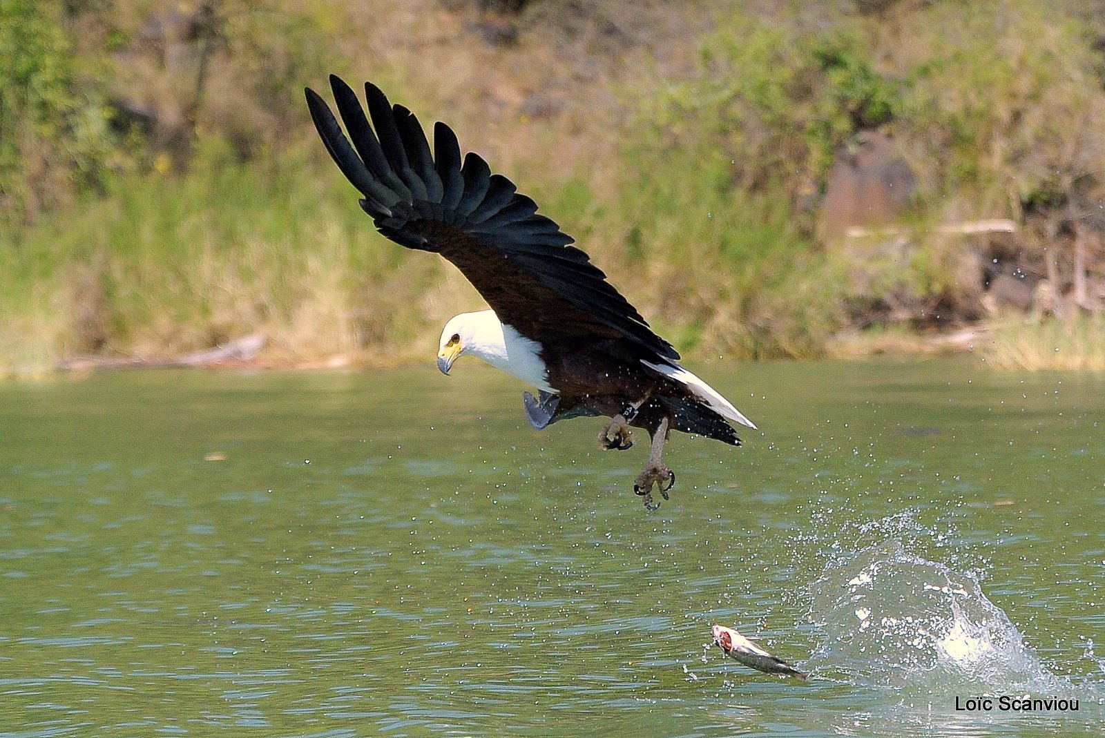 Aigle vocifère/African Fish Eagle (5)