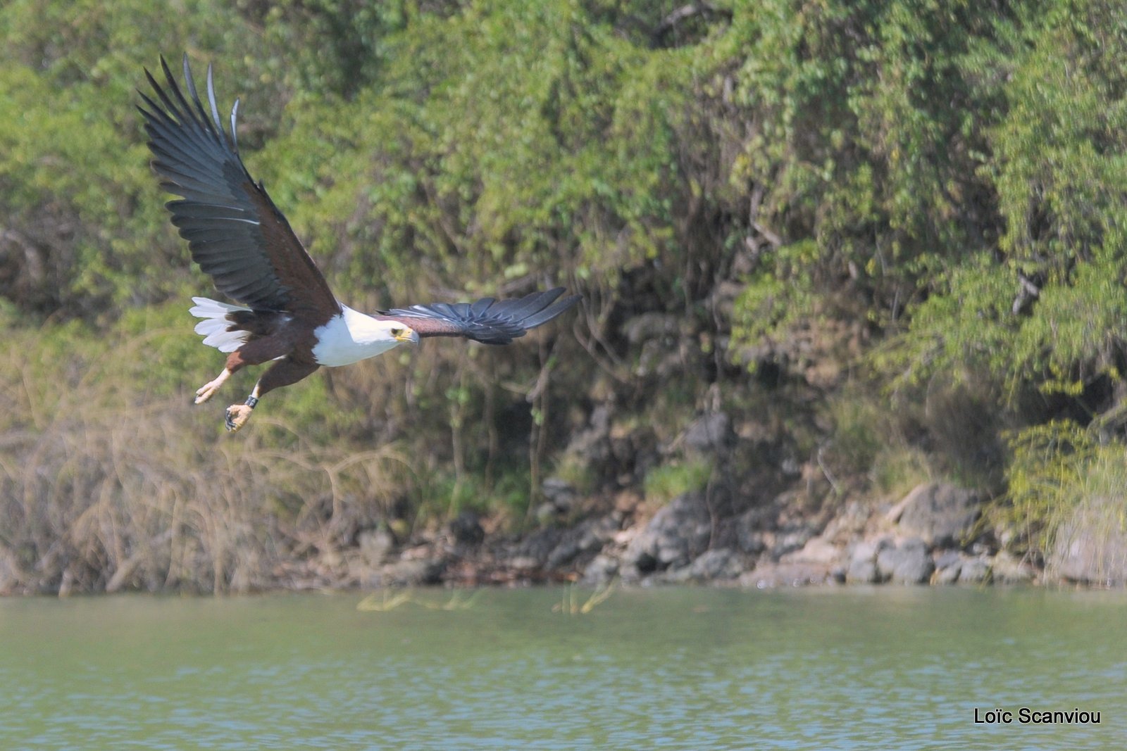 Aigle vocifère/African Fish Eagle (6)