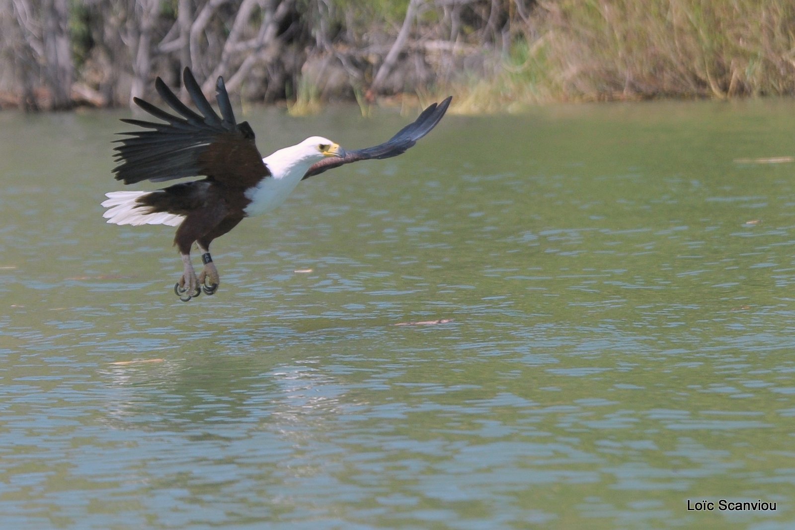 Aigle vocifère/African Fish Eagle (8)