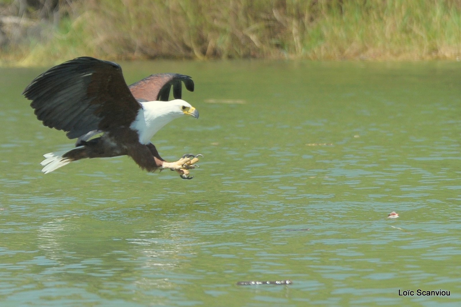 Aigle vocifère/African Fish Eagle (9)