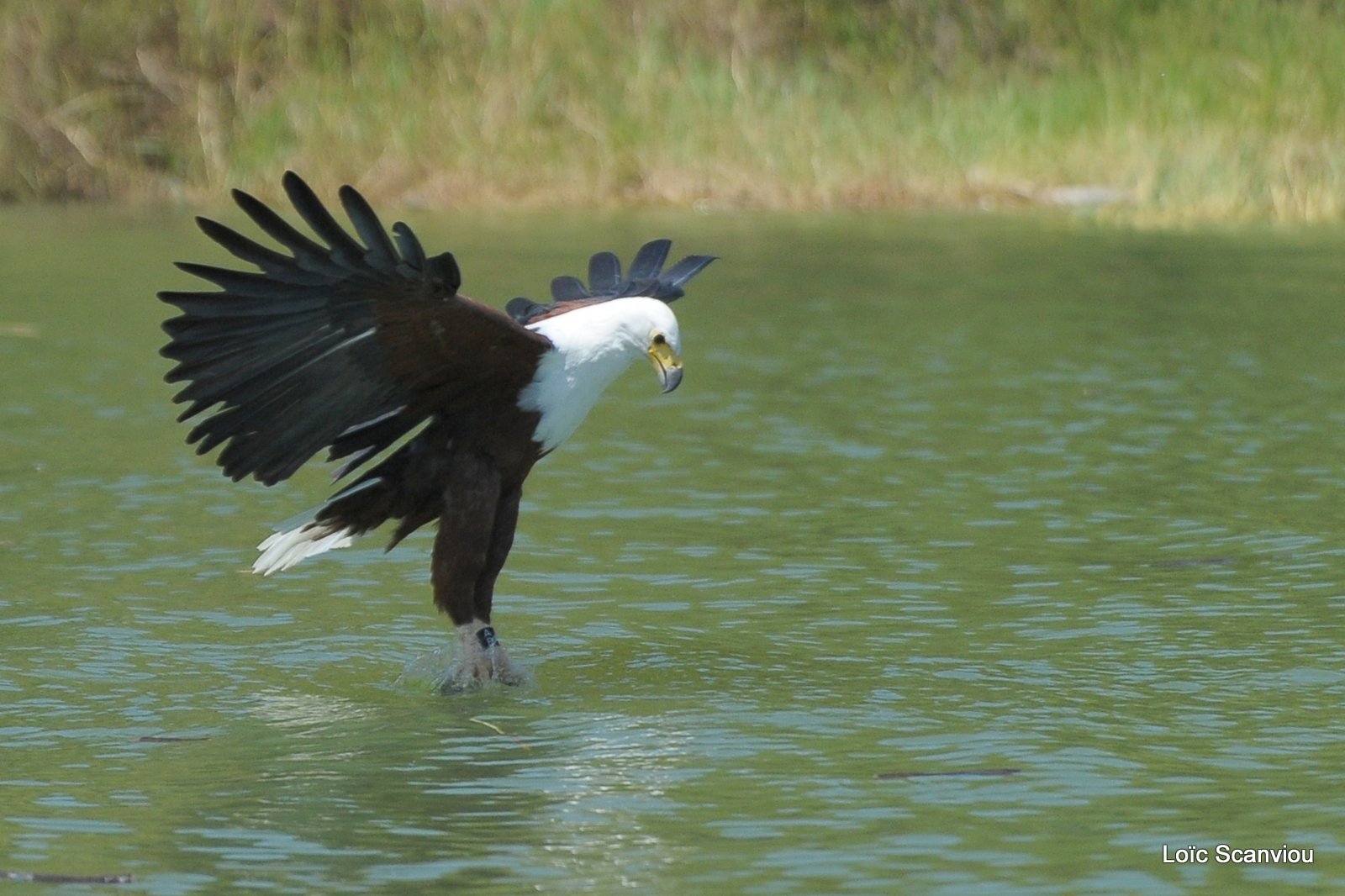 Aigle vocifère/African Fish Eagle (10)