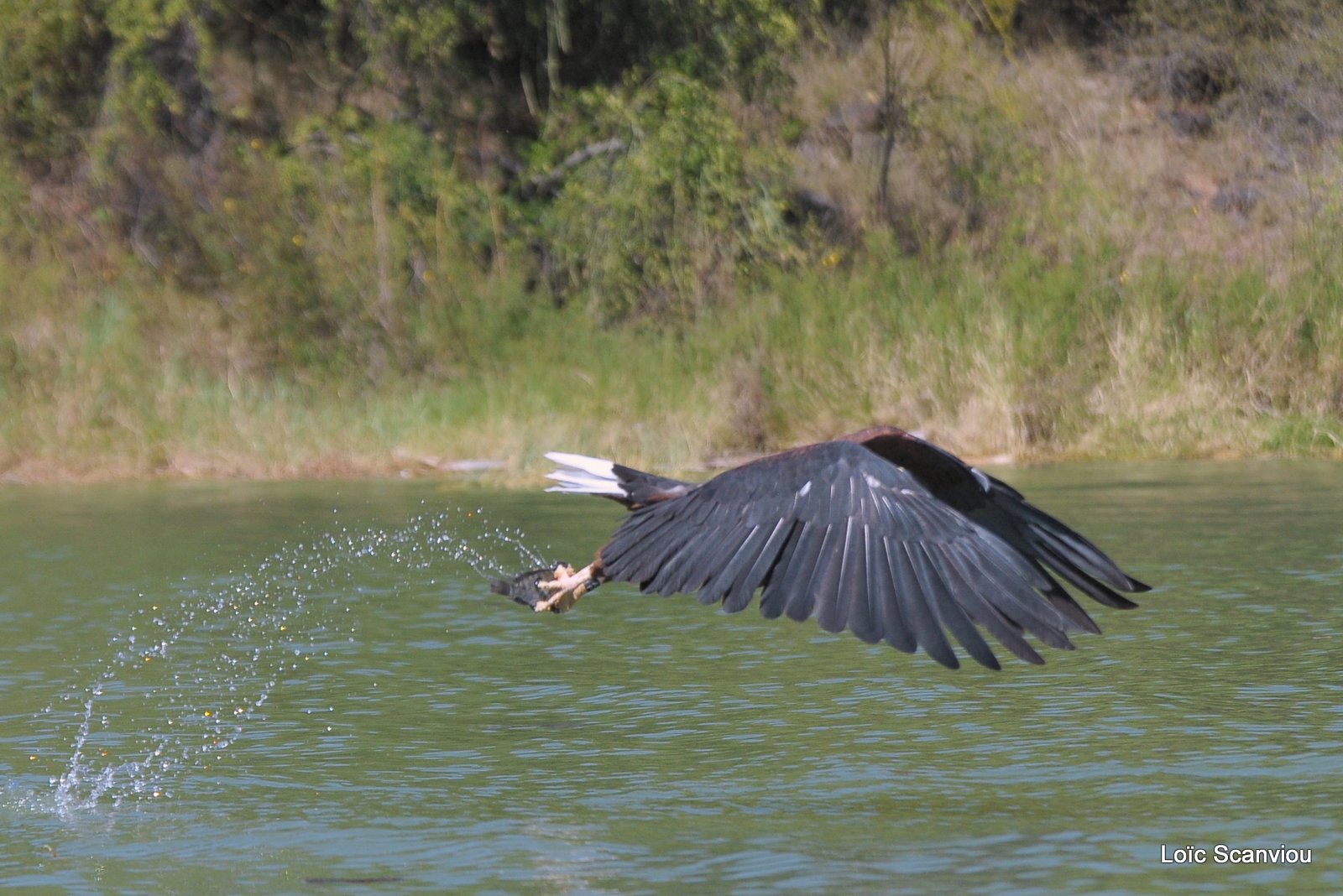 Aigle vocifère/African Fish Eagle (11)