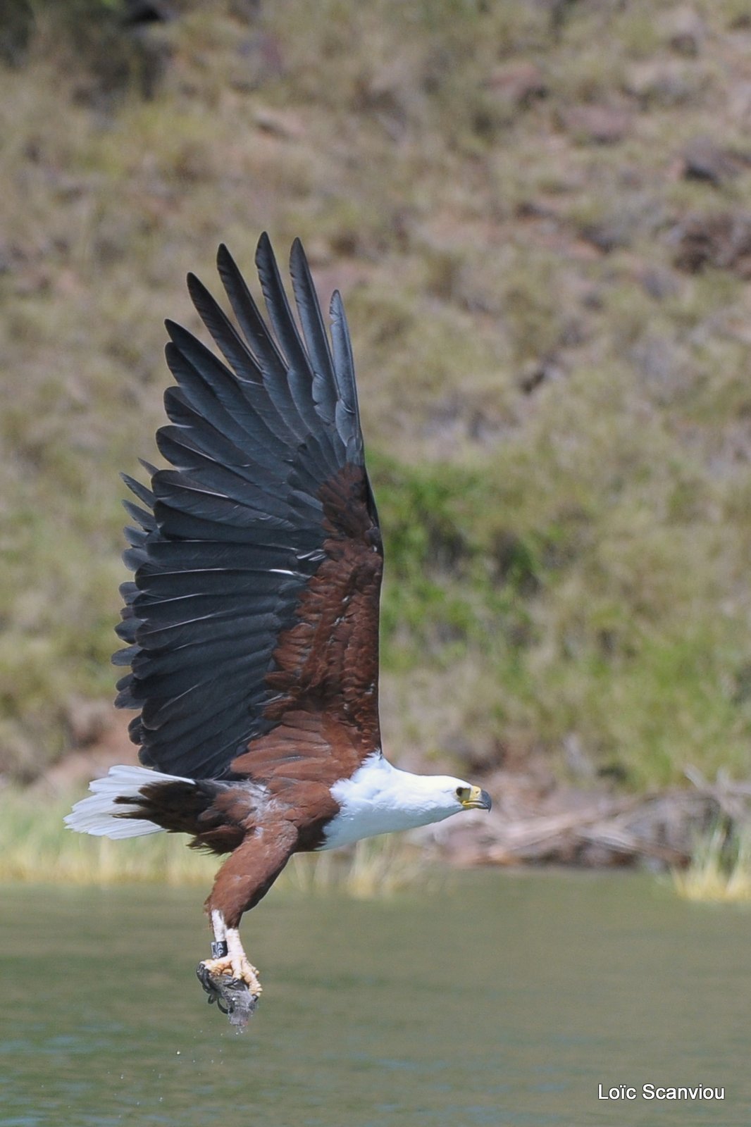 Aigle vocifère/African Fish Eagle (12)