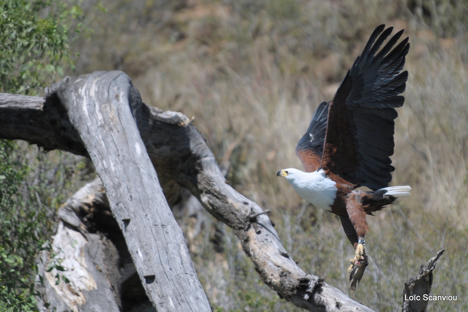 Aigle vocifère/African Fish Eagle (13)