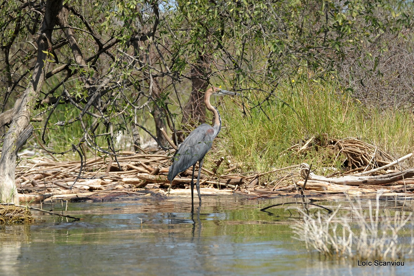 Héron Goliath/Goliath Heron (3)