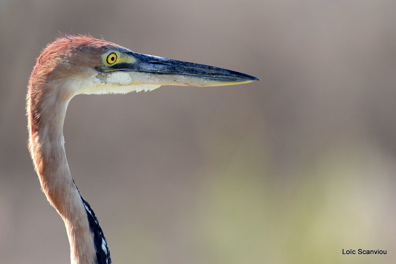 Héron Goliath/Goliath Heron (4)