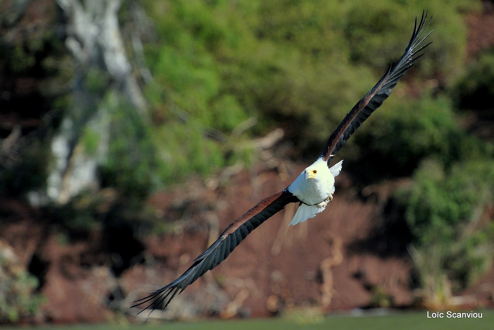 Aigle vocifère/African Fish Eagle (14)