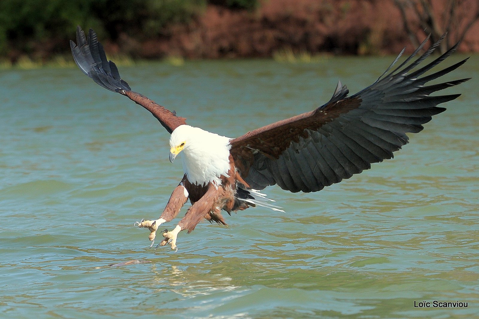 Aigle vocifère/African Fish Eagle (15)