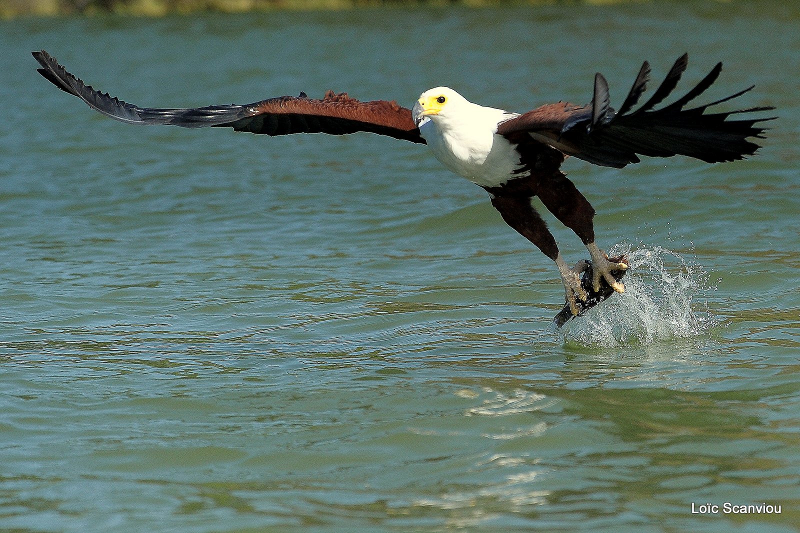 Aigle vocifère/African Fish Eagle (16)