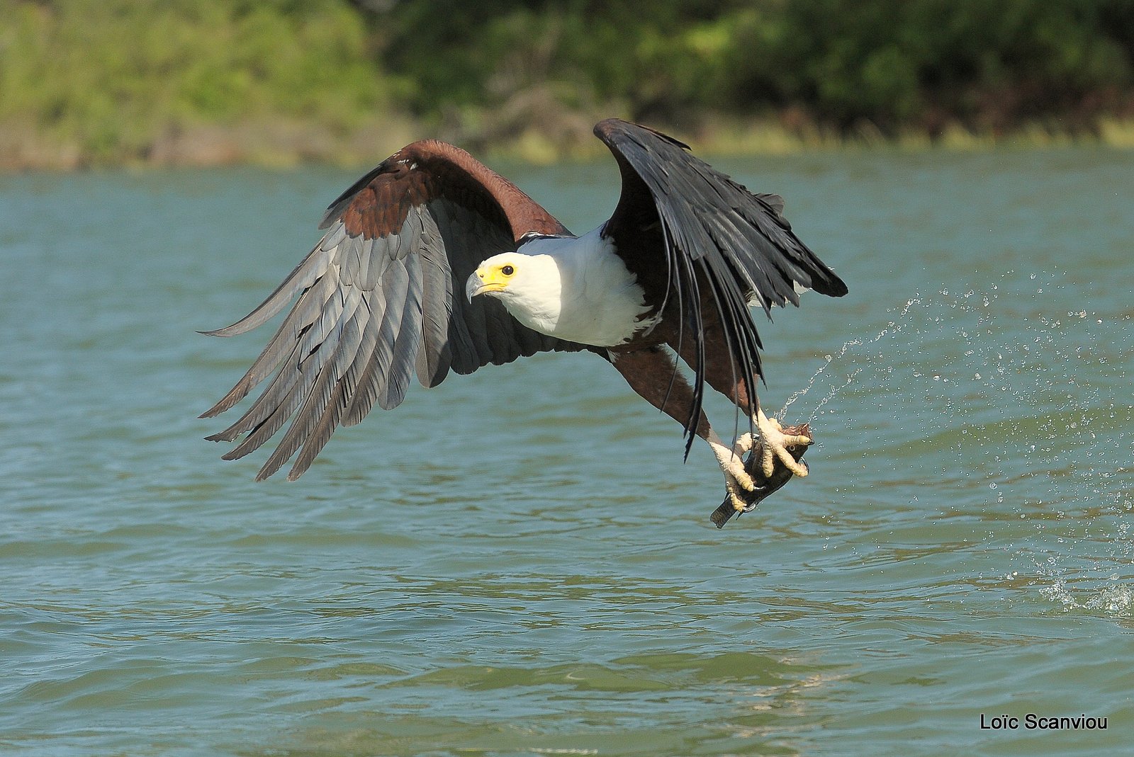 Aigle vocifère/African Fish Eagle (17)